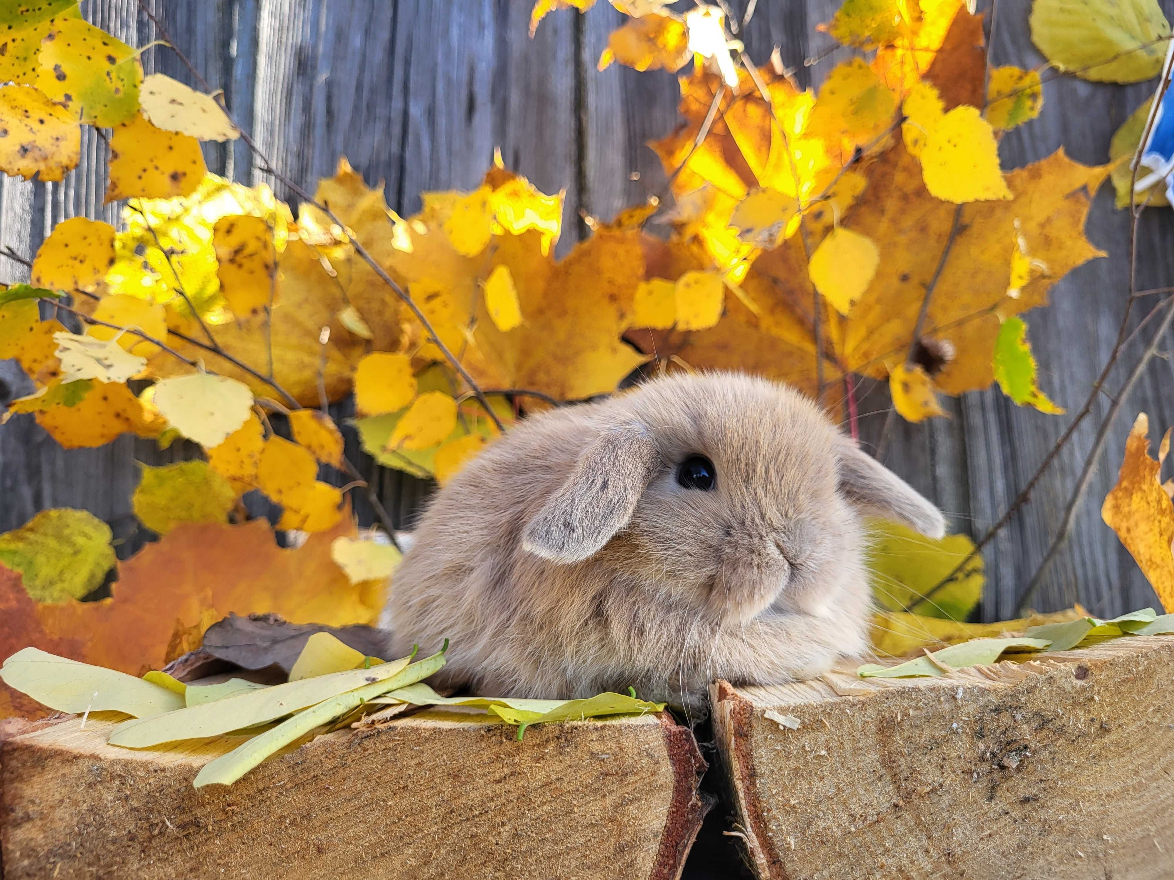 Króliczki Mini Lop. Piękne maluszki.