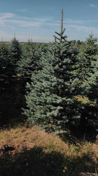 Świerk Kłujący cięty 175 - 250 cm lub w donicy 60-180 cm/ TuChoinki.pl