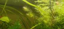 Pack plantas low tech aquário 5€