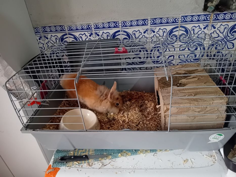 Coelho anao holandes