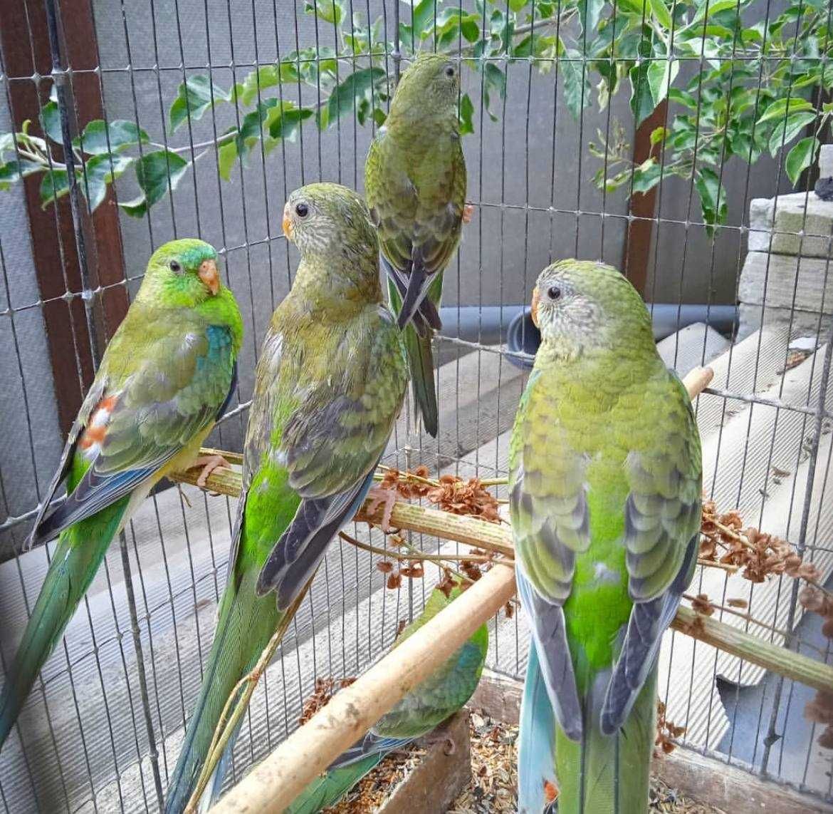У продажу є папуги з різноманітними мелодіями Папуга співочий