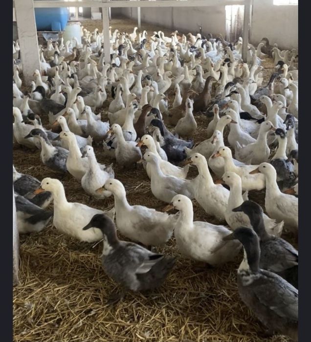 Інкубаційні яйця качки