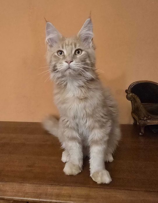Kremowy kocurek Maine Coon