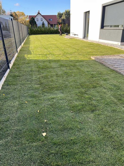 Trawa w rolce - 50m2 od ręki - niska cena!