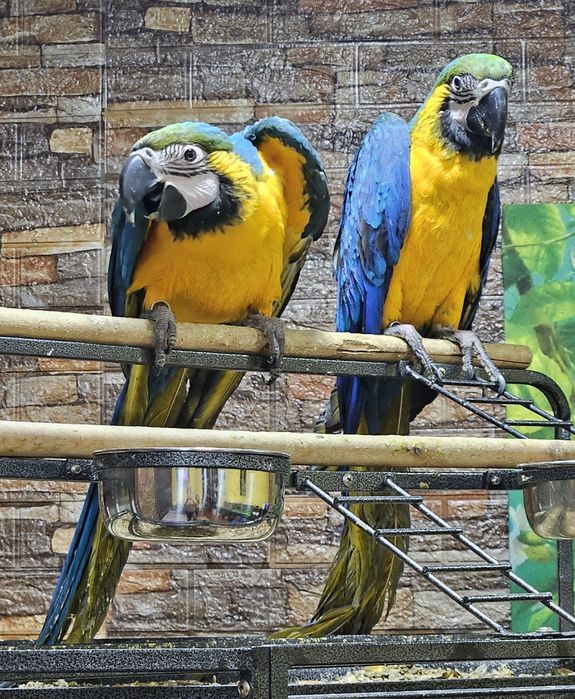 Casal Araras Araraunas 5/6 meses acabar Criar mão