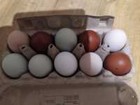 Jajka mix dużych kur ozdobnych  kolorowe jajka