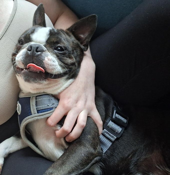 Boston terrier szuka domu