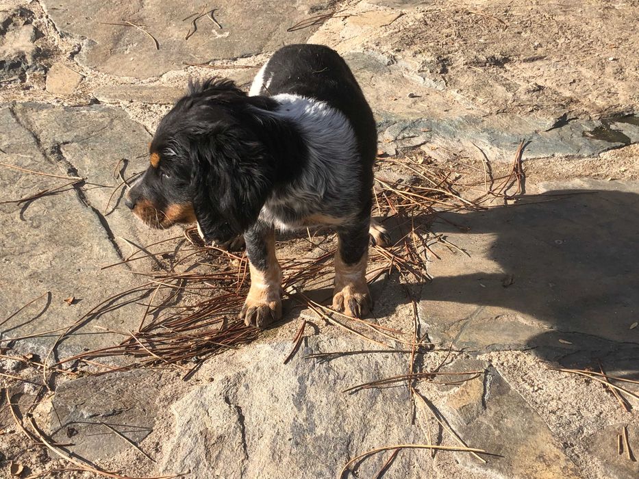 Epagneul Breton tricolor com 2 meses