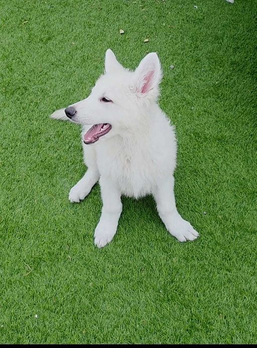 Cachorra Pastor Branco Suíço (fêmea)