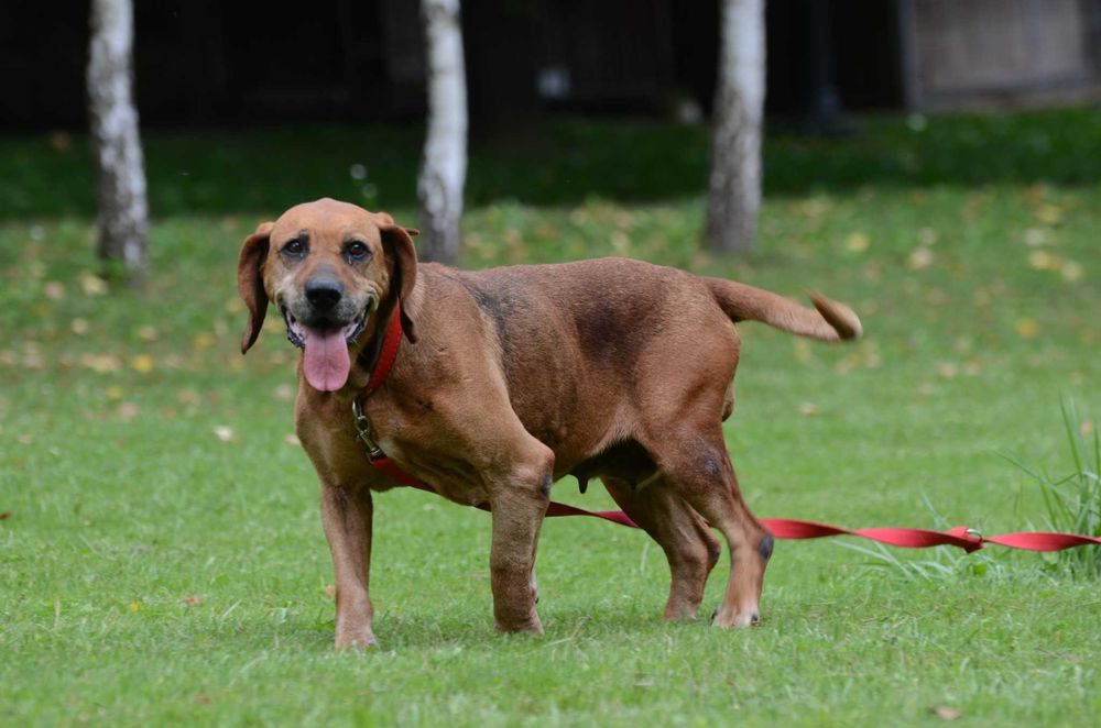 WERKA- do adopcji