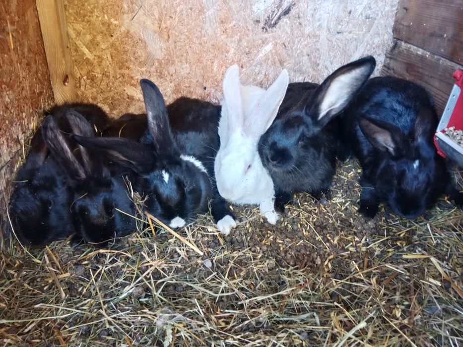 Króliki hodowlane