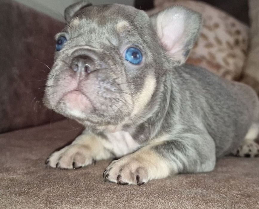 Bulldog francês linhagem superior