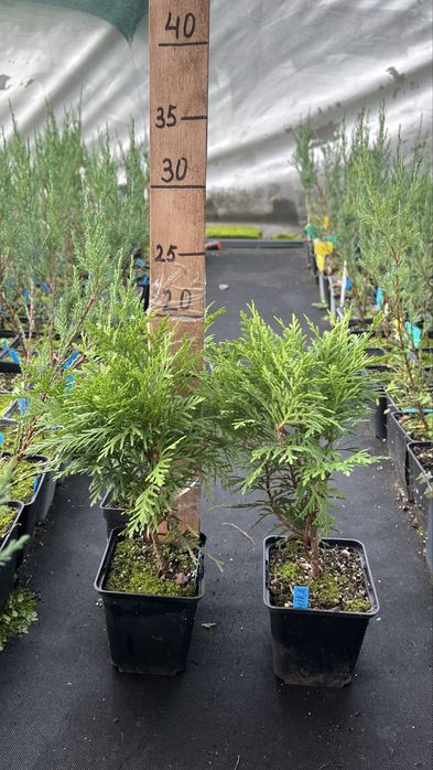 Булевард 2 л.-120 гр,Блю ерроу, смарад, елвуди…