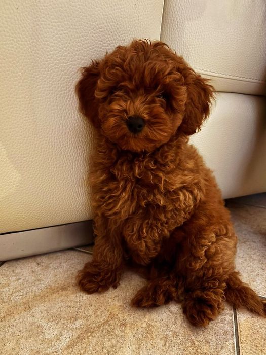 Елегантні той-пуделі — компактні та вихован