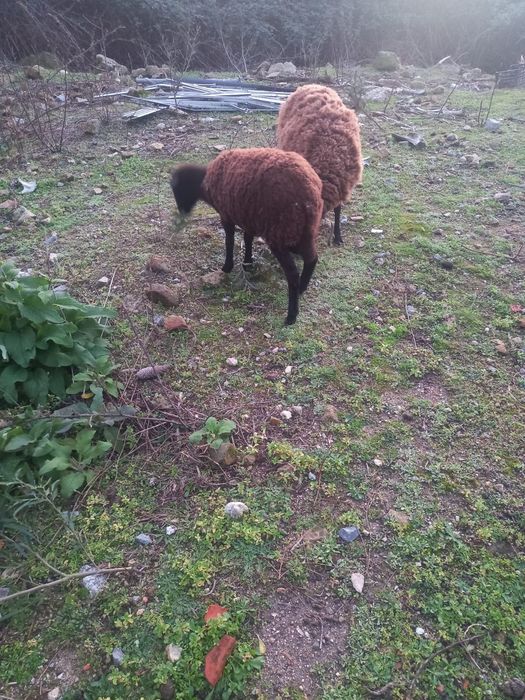 Cabra e duas ovelhas