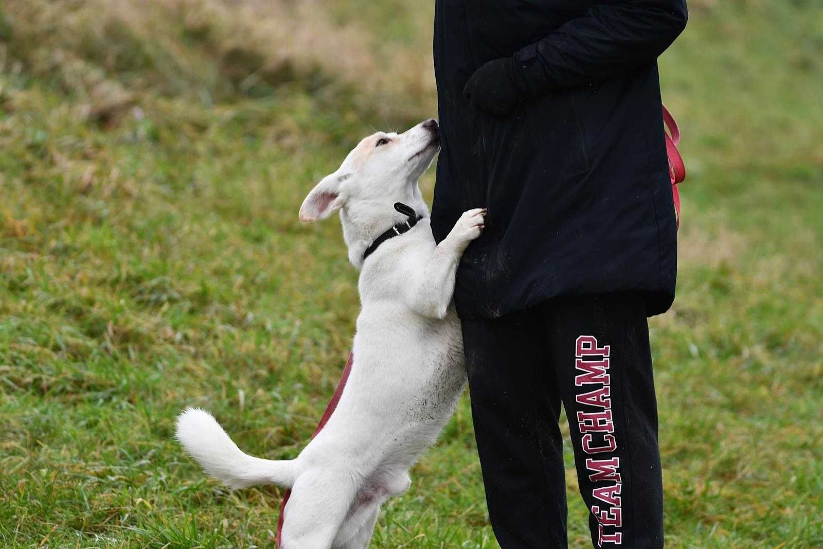 Malutki, piękny Antek szuka domu, pies, przepiękne umaszczenie