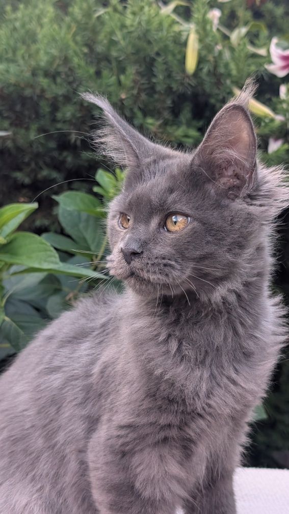 Kocurek niebieski solid Maine Coon. Opcja hodowlana. Zapraszamy