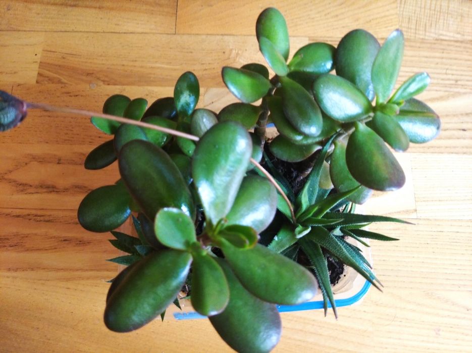 Грошове дерево по 50 грн.