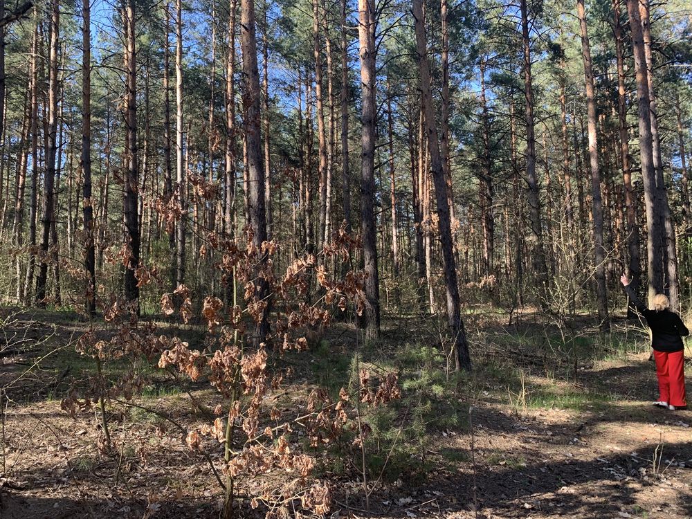 Шикарное предложение в лесу Хлепча