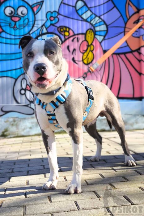 Pies Nr 32/25 LIMO PsiKot Schronisko Chorzów TOZ