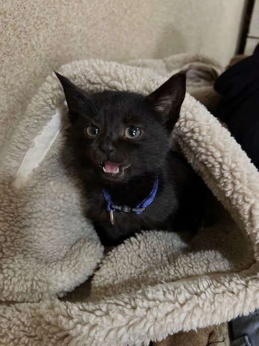 Кошеня хлопчик чорний