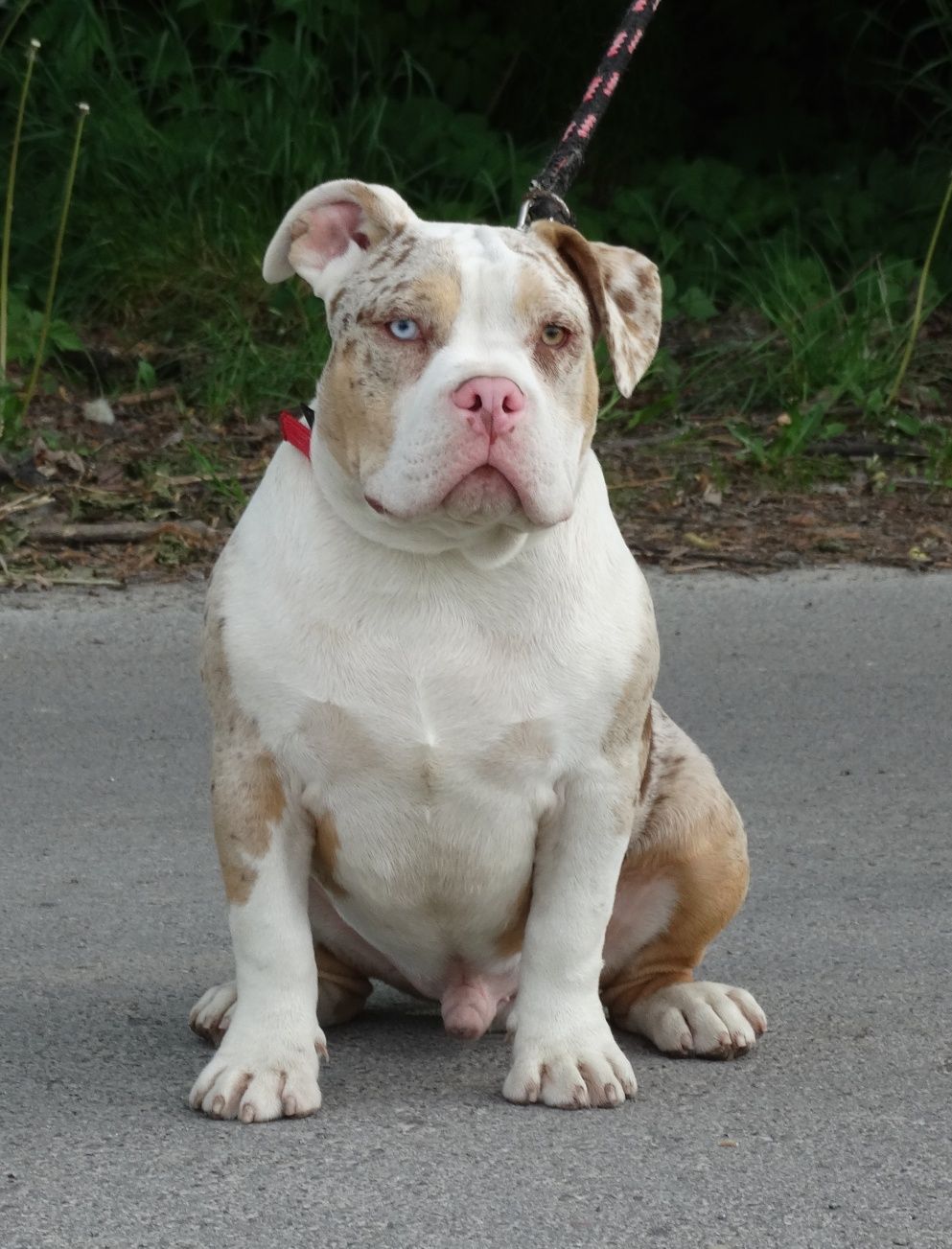 American Bully  merle