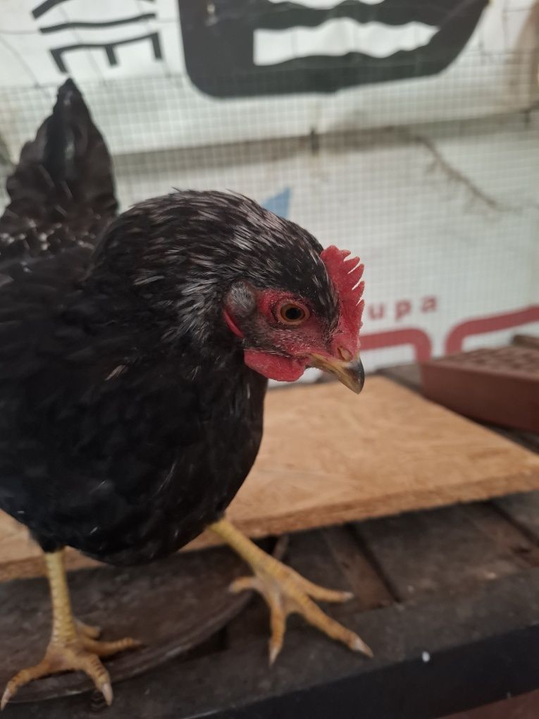 Koguty  marans, australorp, wyandotte, sandy