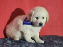 Golden retriever złoty piesek