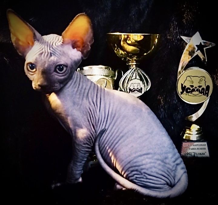 Канадский сфинкс с родословной клубный