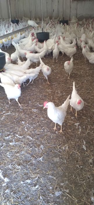 Nioski Leghorn 24 tygodnie! Wysylka!