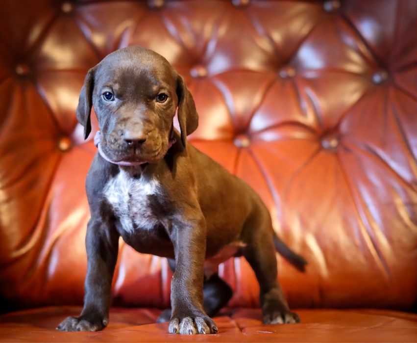 Wyżeł niemiecki krótkowłosy- szczeniaki  „Znad Odrzańskich Pól” FCI