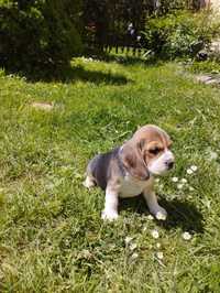 Suczka Beagle tricolor