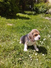 Suczka Beagle tricolor