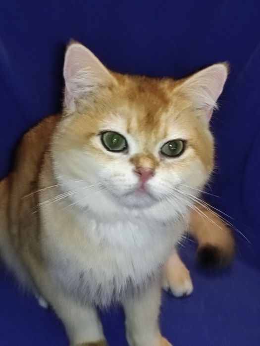 Шикарний британец хлопчик золота шиншила в окрасі ny12 чекає на родину