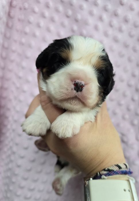 Cavalier piesek Tricolor