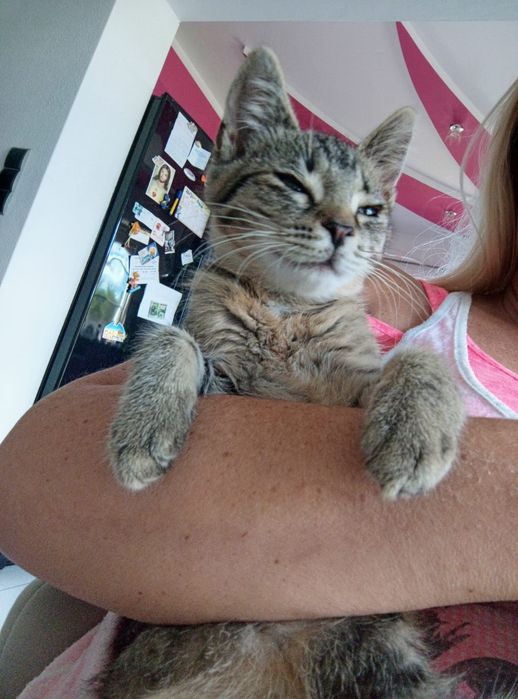 4 miesięczna kotka szuka domu niewychodzącego