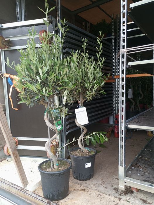 Drzewko Oliwki Europejskiej 140 cm wysokosci