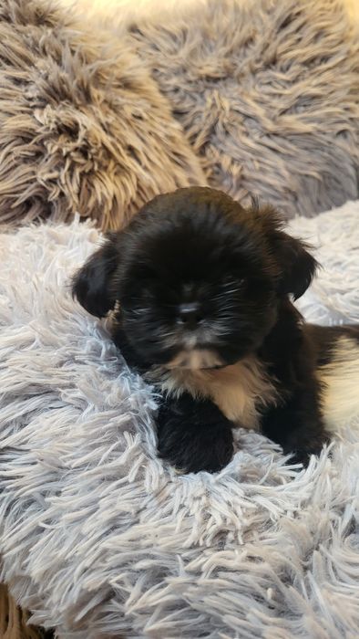 Shih-tzu shihtzu pies samiec z  rodowodem