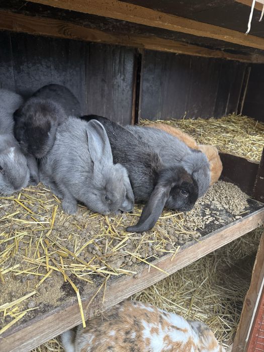 Króliki Baran Francuski i inne (mięsne)