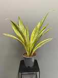 Sansevieria Aubrytniana Lauren