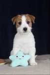 Suczka Jack Russell terrier ZKWP/FCI szorstkowlosa