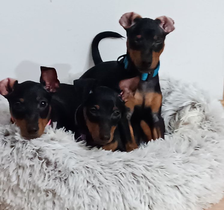 Pinczer miniaturowy ZKwP - zdrowy, gotowy do odbioru, wyprawka