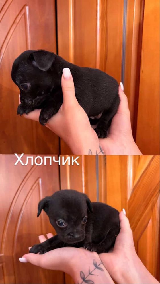 Отдам щенят в добрые руки