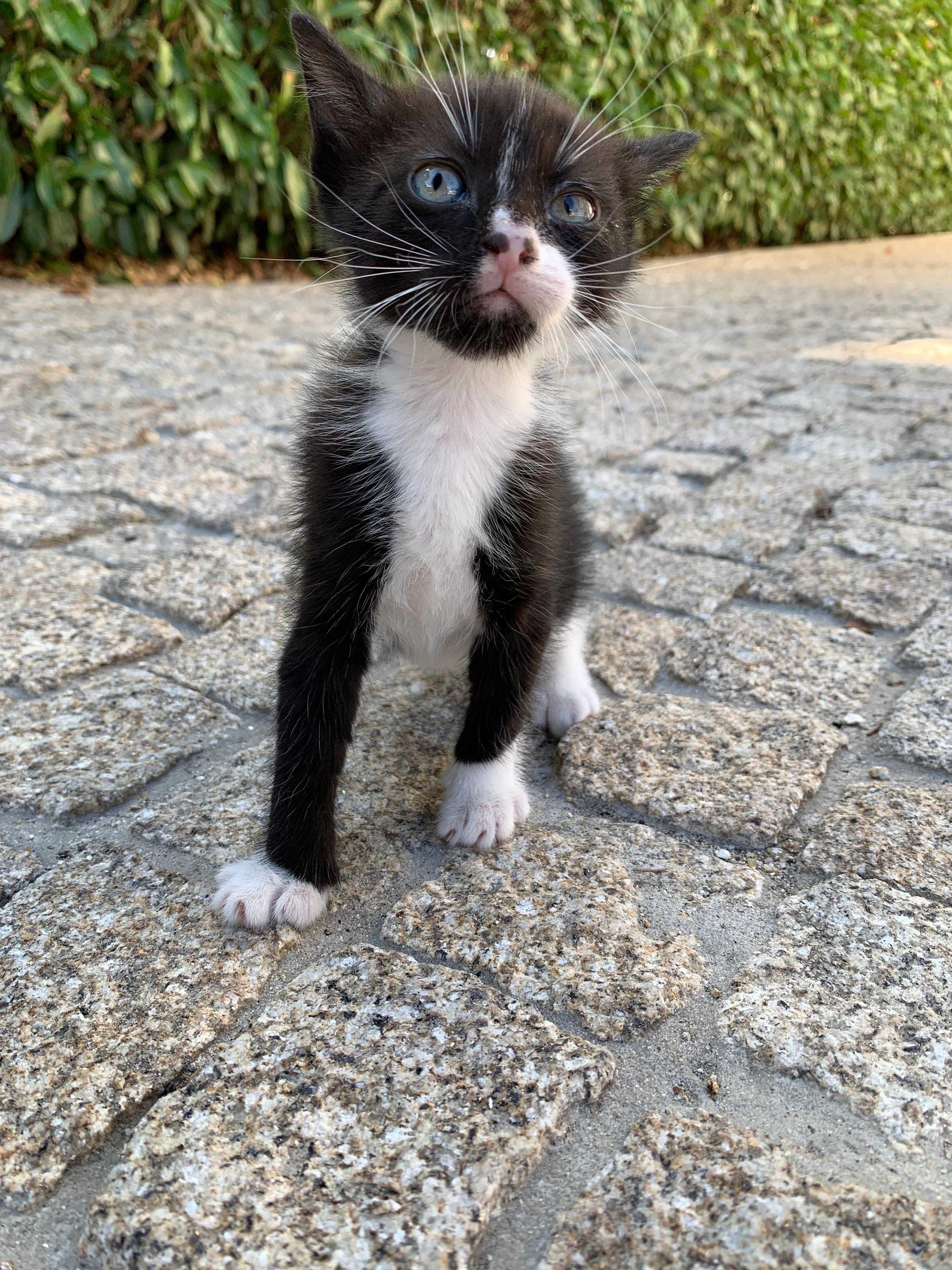 Gatinha meiga preta e branca