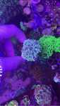 Frag aquario agua salgada goniopora e clavularia