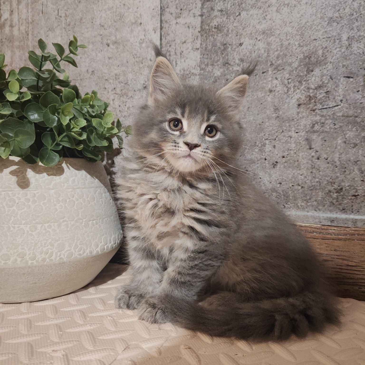 Kocurem Maine Coon