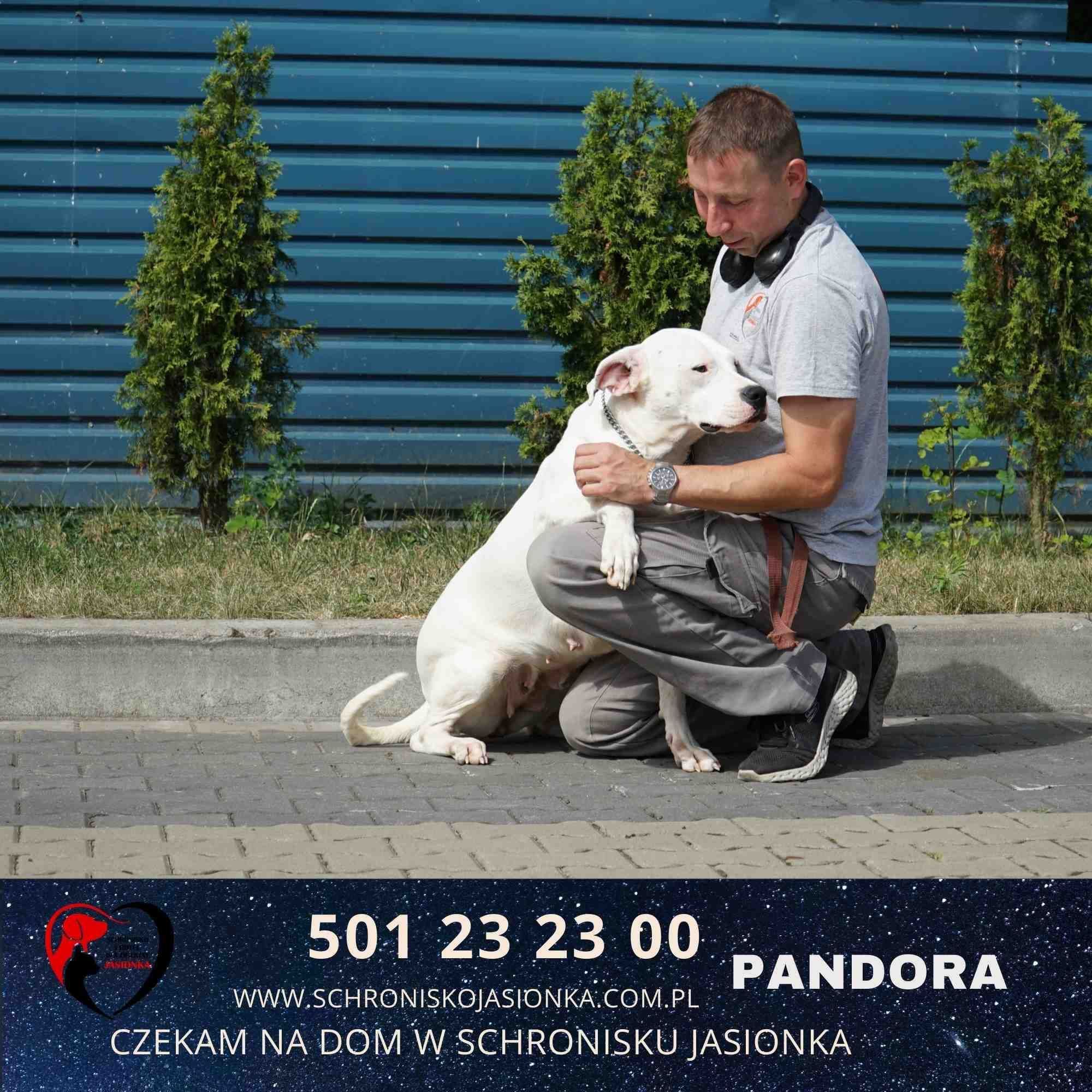 Dog Argentyński Pandora szuka domu -aktualne