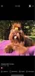 Shih Tzu czekoladowe ZAREZERWOWANY