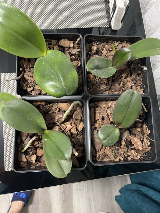 Орхідейки первоцвіт