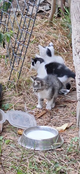 Koty do adopcji 7 małych słodziaków